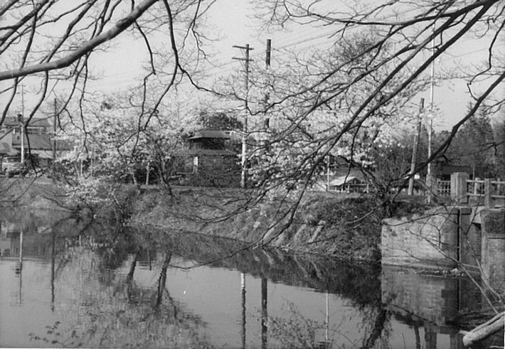 下沼の桜(昭和38年)