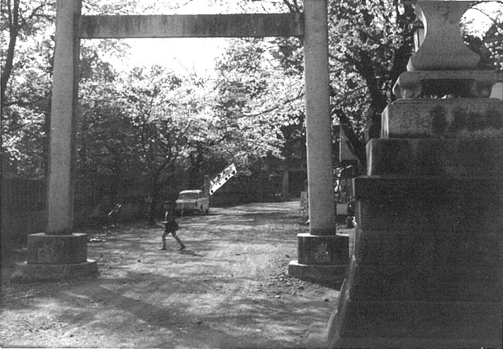 箭弓稲荷神社表参道の桜(昭和38年)