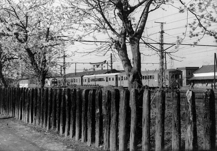 東松山駅西側の桜(昭和38年)