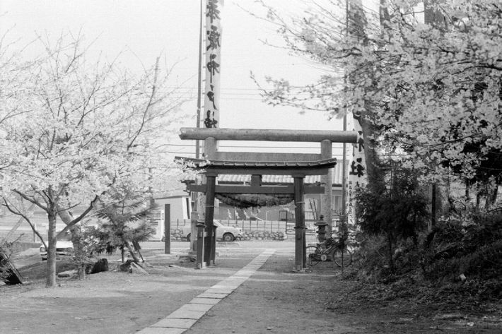 神戸神社の桜(昭和50年代)
