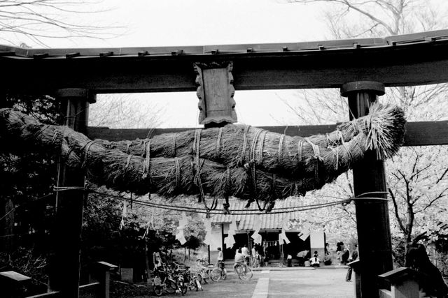 神戸神社の桜・逆アングルから（昭和50年代）