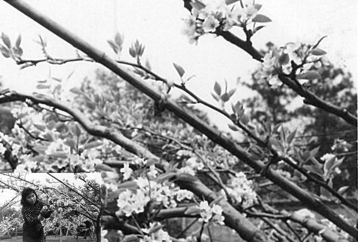 なしの花(昭和39年)